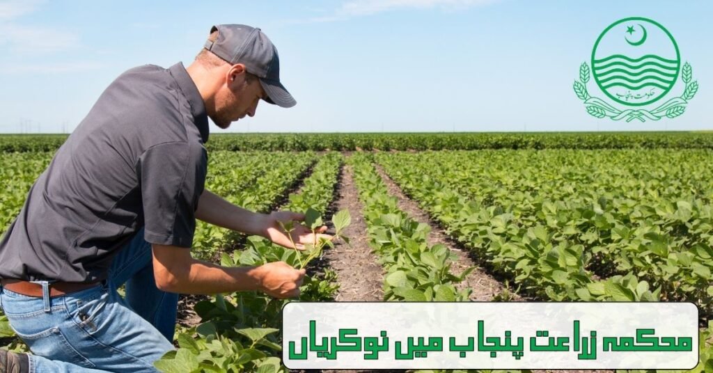 Agriculture Department Punjab Jobs 2024