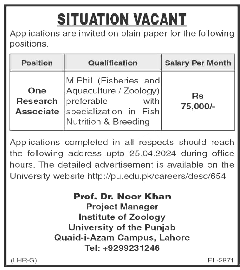 Punjab University Jobs 2024